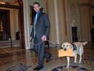 Service Dogs for Veterans with Invisible Wounds - Chris and Pele 2